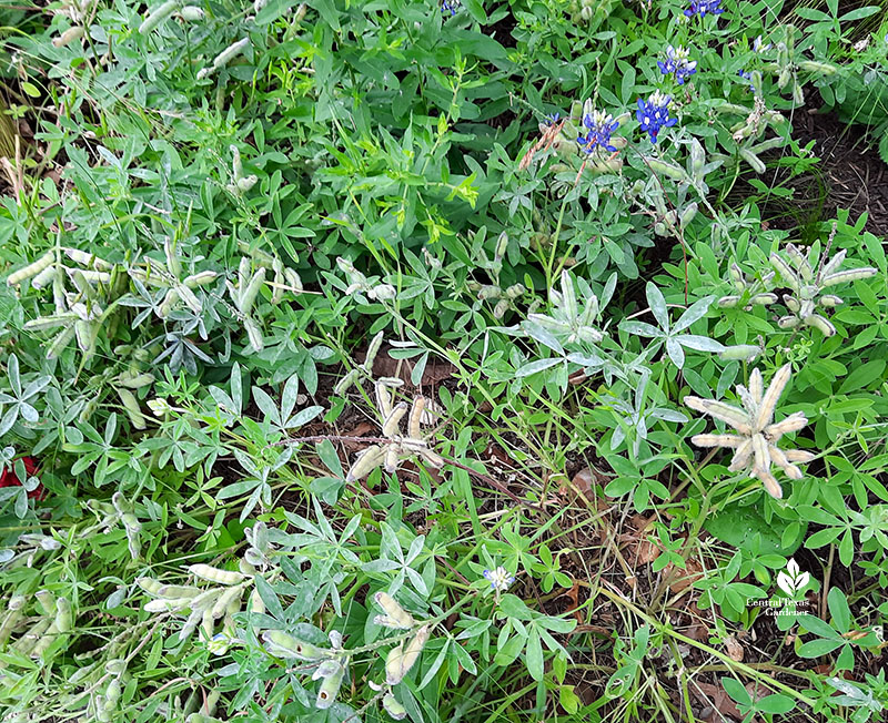bluebonnet and seed pods from yellow and green to brown 