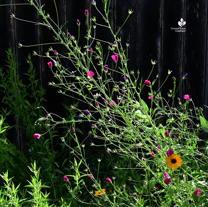 tall stems with purple flowers and golden yellow flower below 