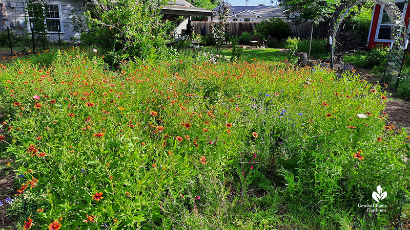 Firewheel Gaillardia wildflowers and others to house 