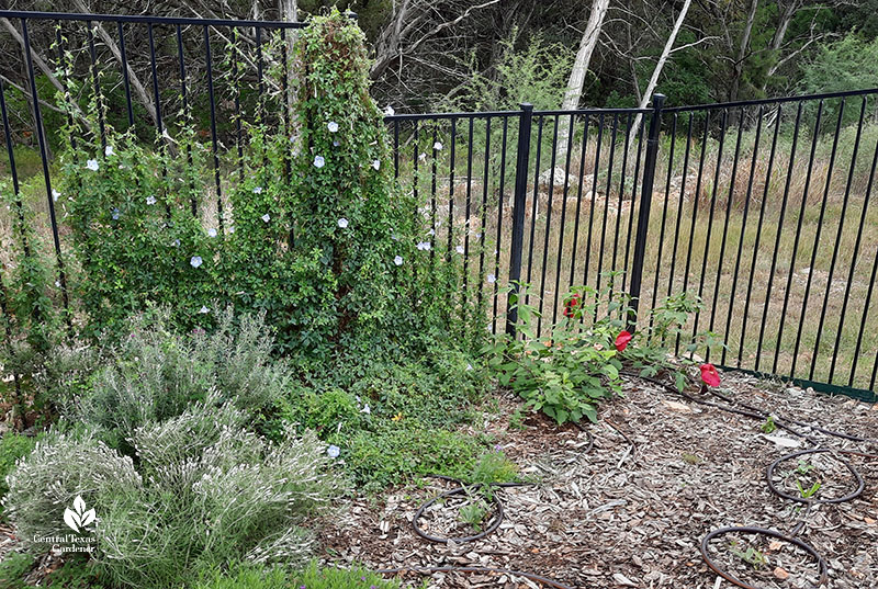 vining plant with pale blue flowers and gray-silver plant below