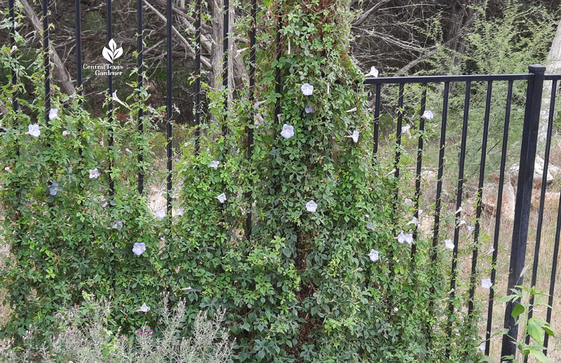 vining plant with pale blue flowers 