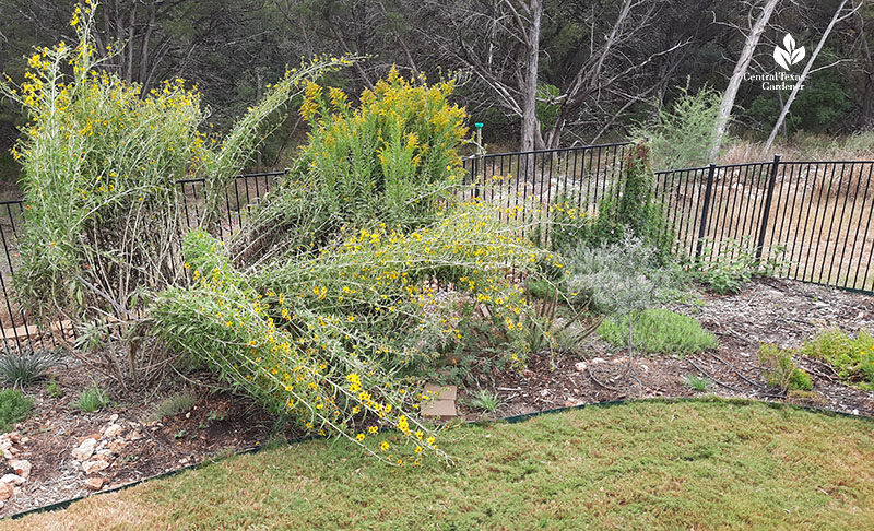 goldenrod and other plants against fence border