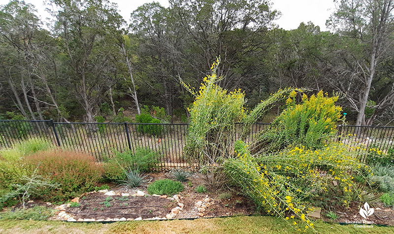huge plants with yellow flowers and plant beds against a metal fence to woodsy area