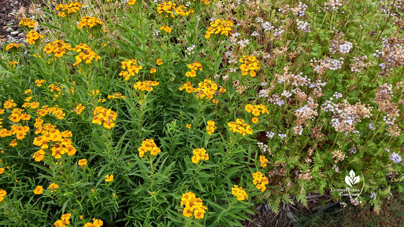 golden yellow flowers and pale blue-lavender flowers 