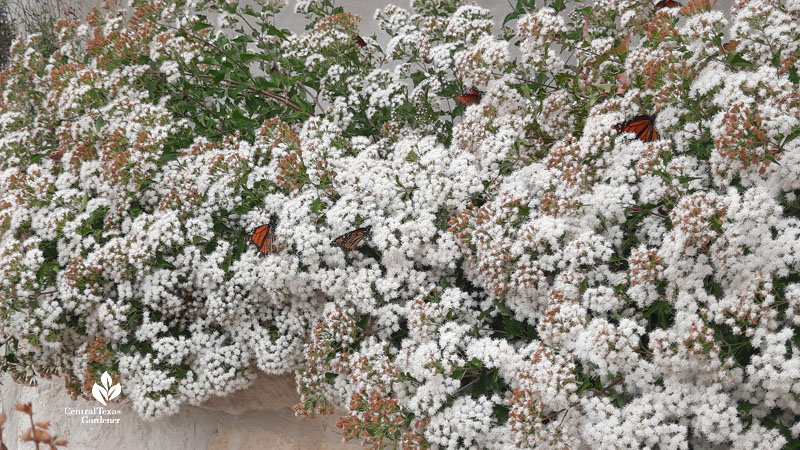 Monarch and Queen butterflies on white flowers