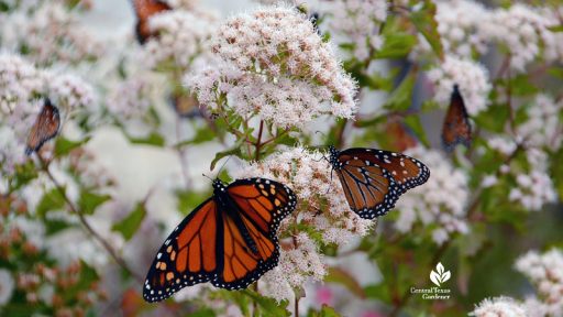 Monarch and Queen butterflies on white flowers