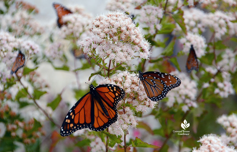 Monarch and Queen butterflies on white flowers