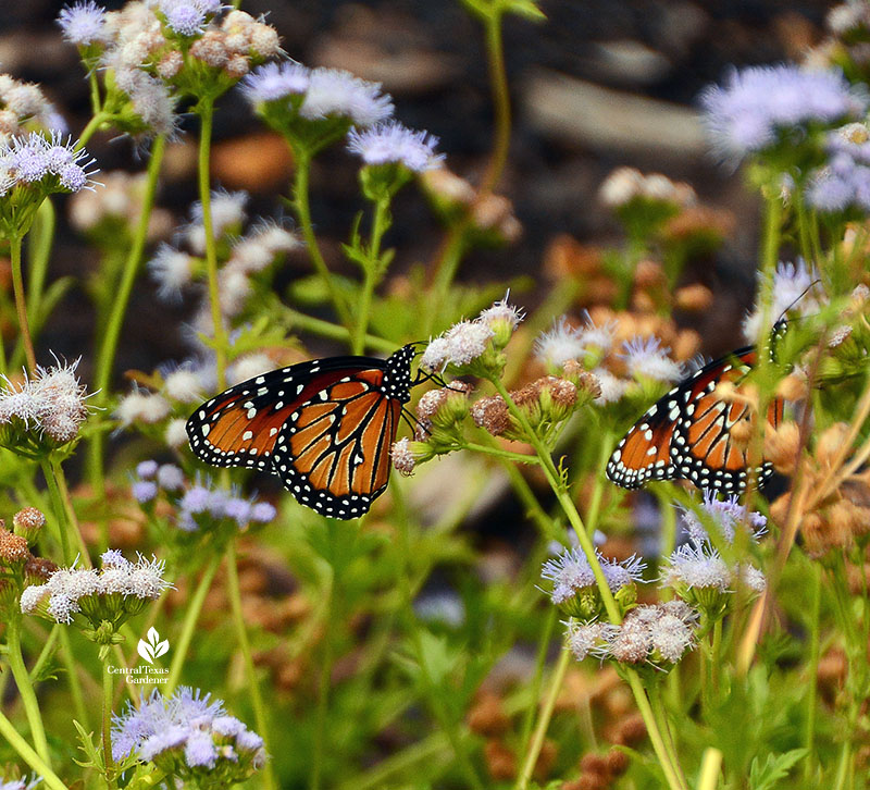 orange and black butterflies on lavender-blue flowers 