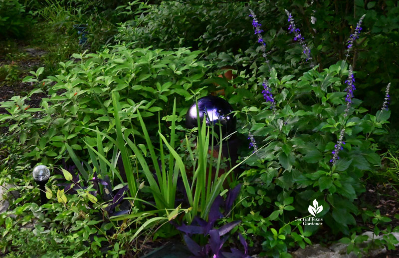 various foliage of all heights and purple flowers against purple gazing ball 