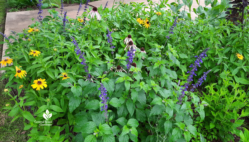 pale pink coneflower with lavender/blue flower spikes and deep yellow Black-eyed Susans