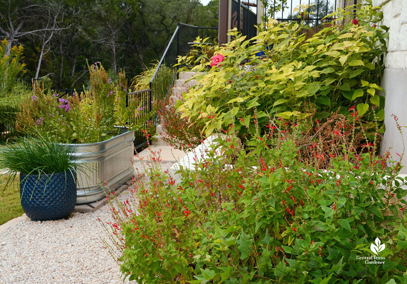 red flowering plants near path with stock tank flowers and raised bed hibiscus 