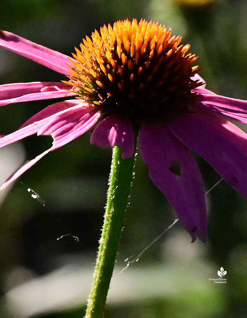 bright pink petals and golden flower center with threads of spider web between petals 