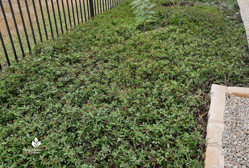 groundcover with small green leaves 