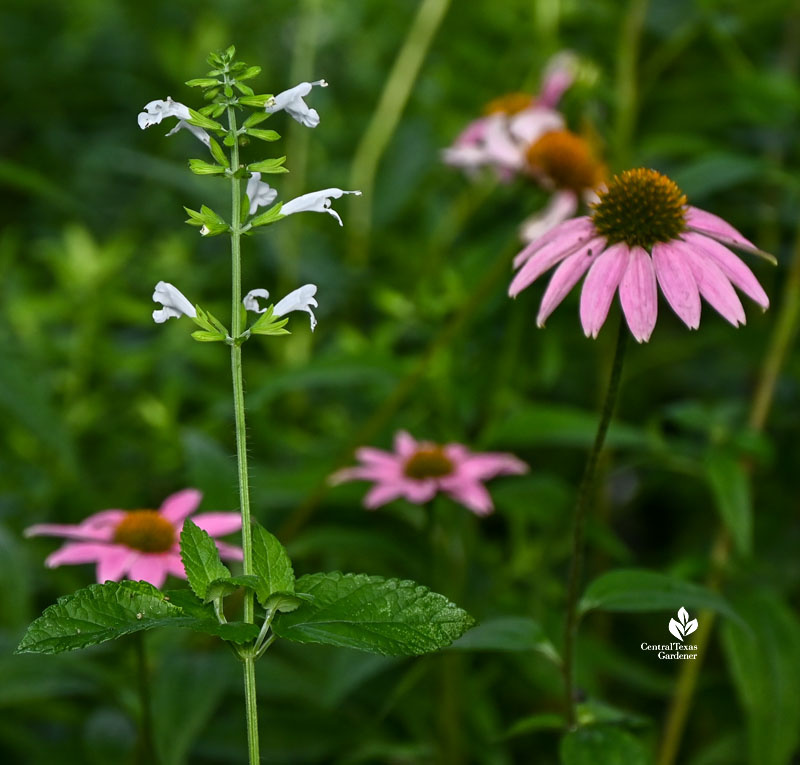 white tubular flower and pink daisy-like flower