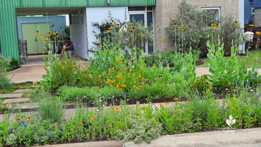 curb/sidewalk garden with yellow and flowers; front yard bed beyond sidewalk with golden-yellow low flowers and golden-yellow tall flowers