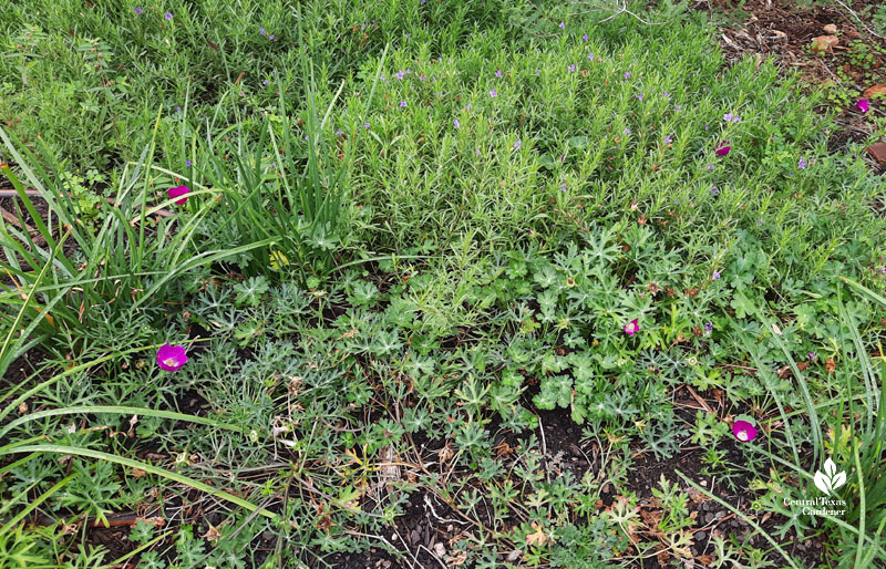 groundcovers with lavender flowers and larger wine-colored flowers 