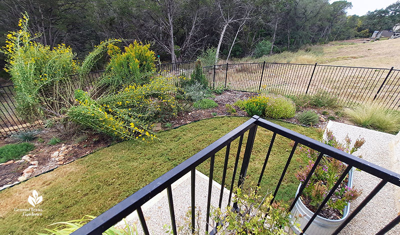 goldenrod and various plants against fence border