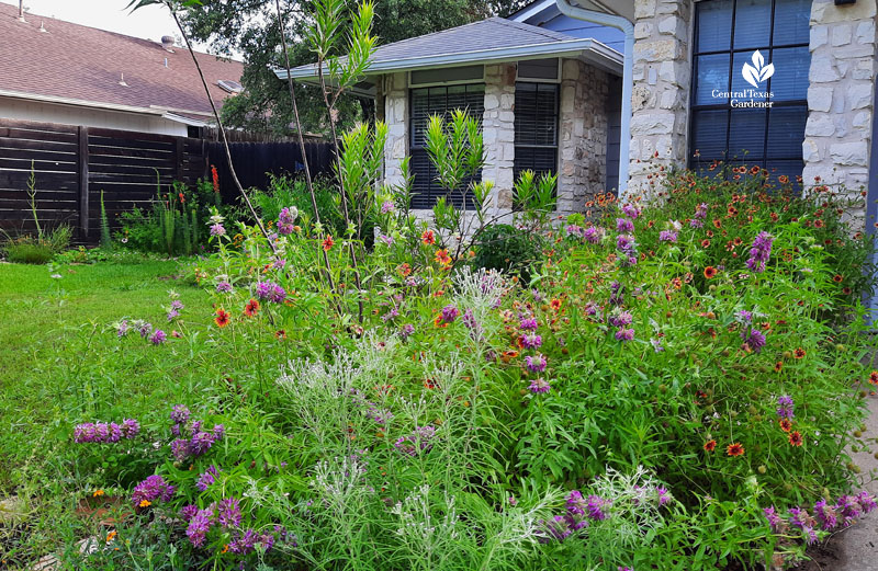 wildflowers and small tree