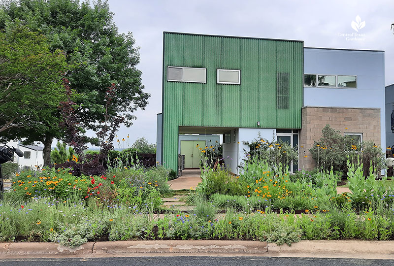 contemporary house with gardens along front 