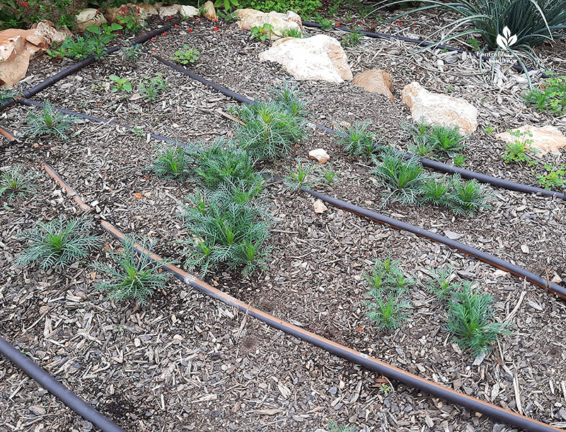 small thread-like rosette plants against drip lines