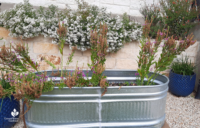 stock tank with plants and raised bed beyond with white flowers and red flowers 