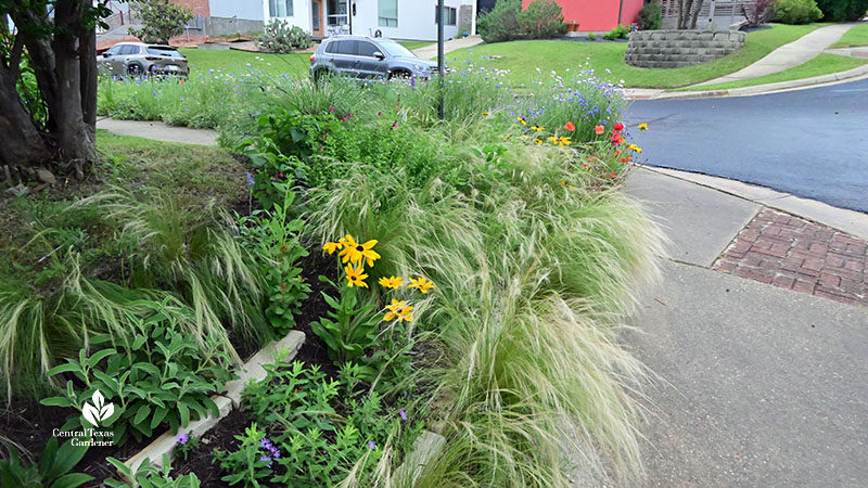 street corner feather white blooming grass, golden yellow flowers, blue flowers, red flowers 
