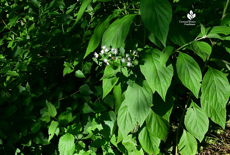 small fuzzy white flowers against big leaves