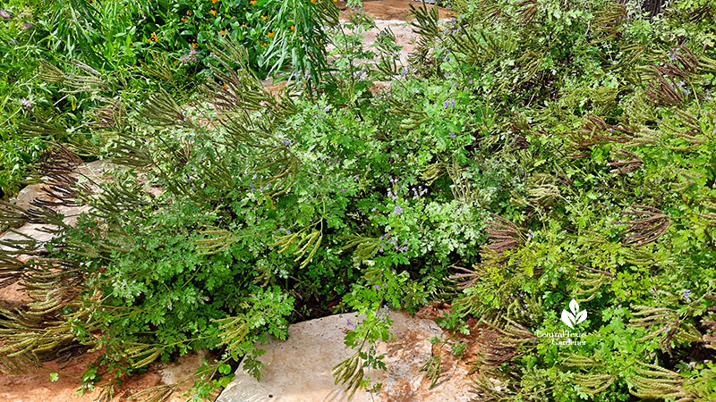 2-foot plant with seed heads 