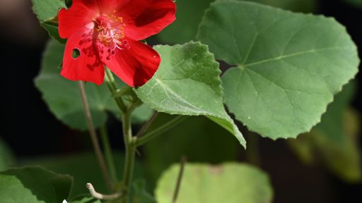 small red flower against velvety heart-shaped leaves