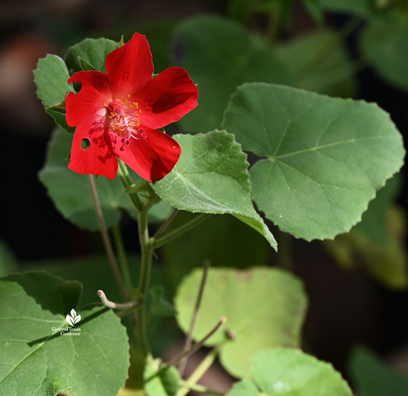small red flower against velvety heart-shaped leaves