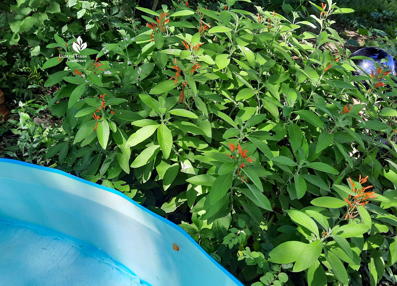 tubular orange flowers against kiddie pool water