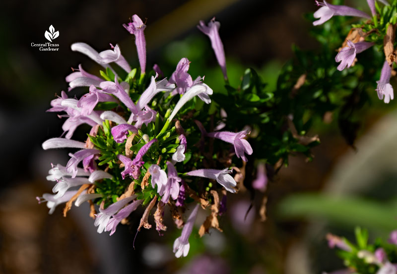 tubular lavender and white flowers 