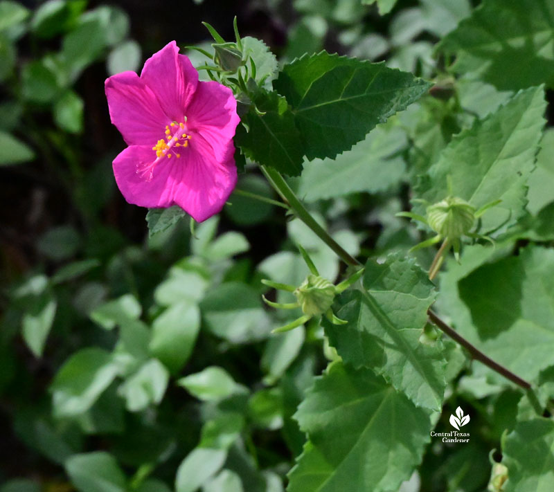 quarter-sized pink flower 