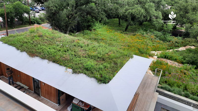 green roof flowers and grasses above pocket prairie