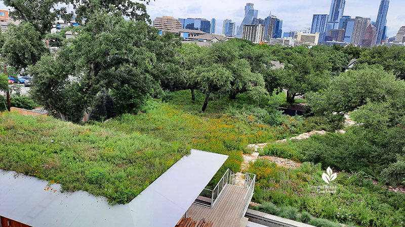 green roof plants to city scape high rise buildings 