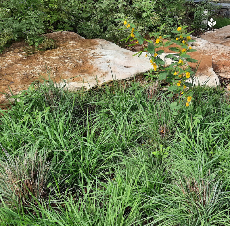 yellow flowers and short thin-leaved grasses