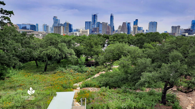 flower prairie and live oak trees against a background of high rise buildings 