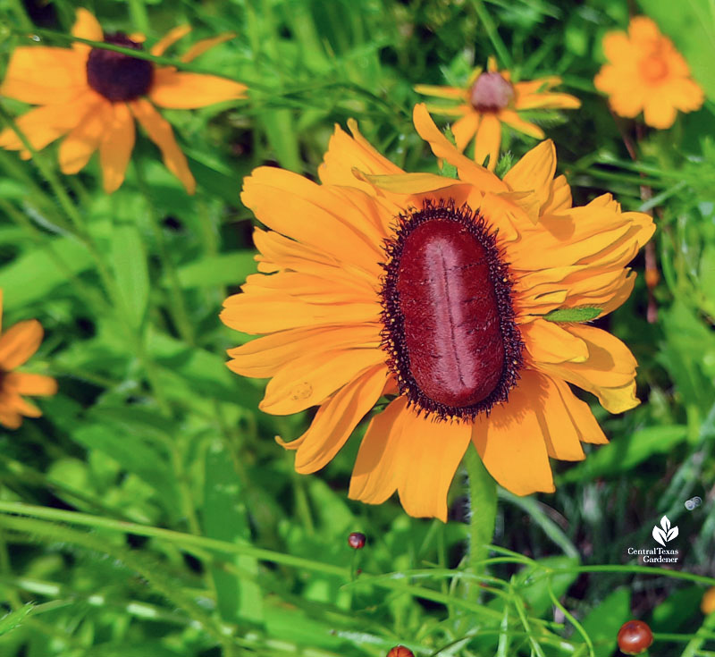 long burgundy colored center of flower with golden yellow leaves 