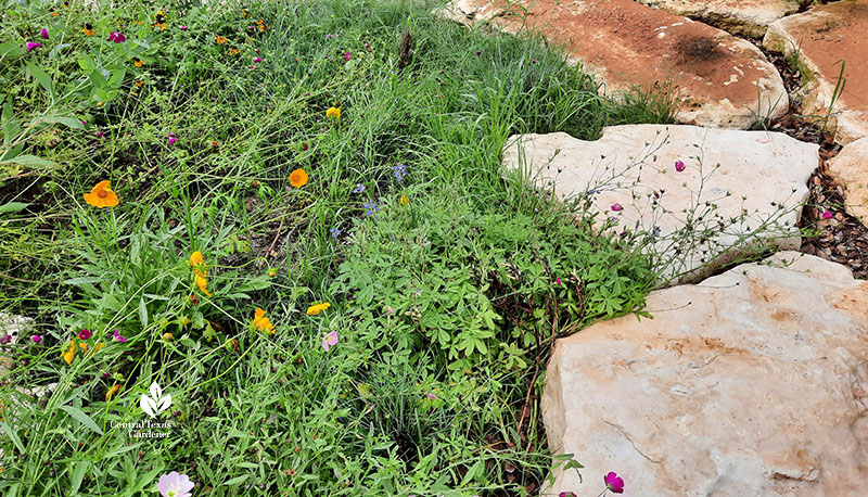 flowers against stone path