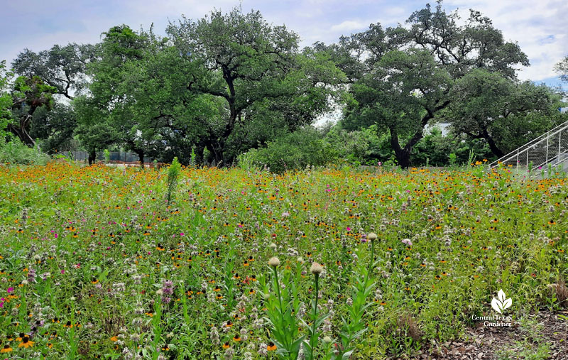 flowering wildflowers against live oak trees