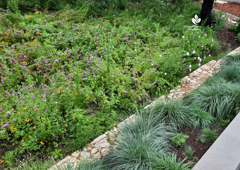 wildflowers against large grayish-leave clumping grasses 