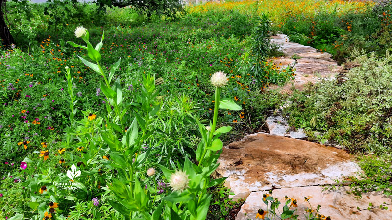 white flower against stone path 