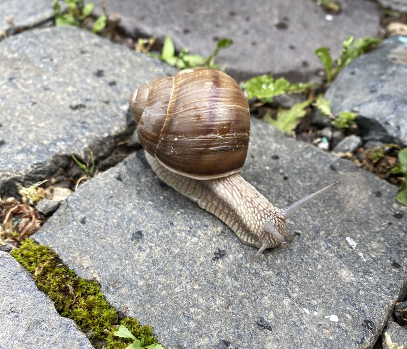 cute snail with brown shell