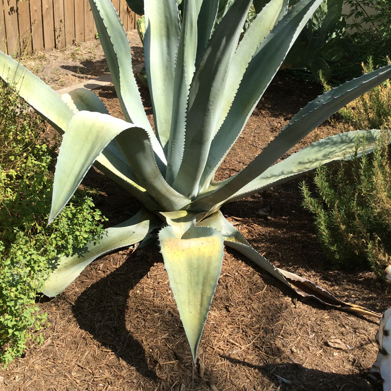 yellowing leaves on agave 