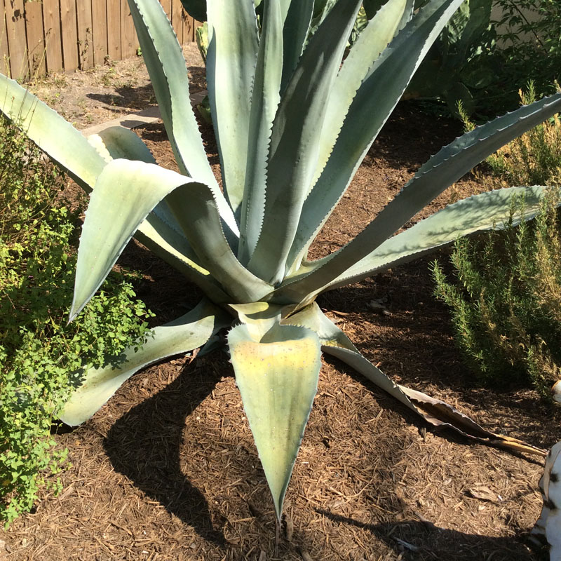 yellowing leaves on agave