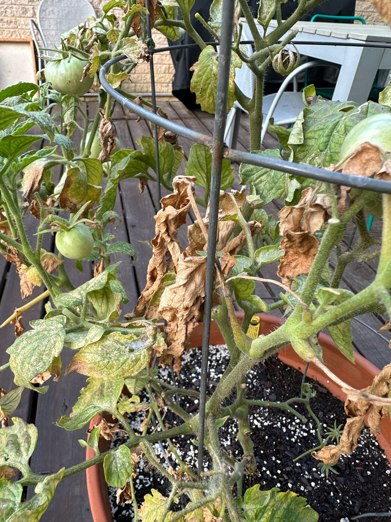sickly leaves on tomato plant