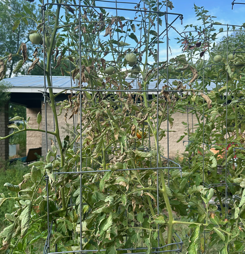 sickly looking tomato plant 