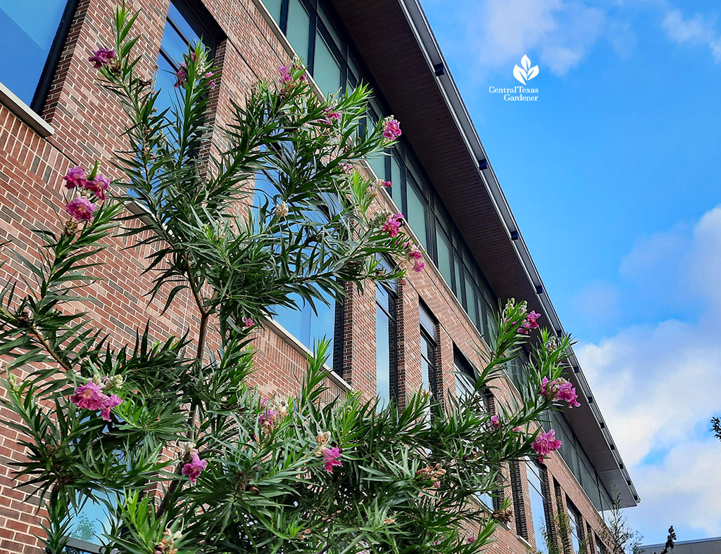 narrow-leaved tree with pink flowers against building