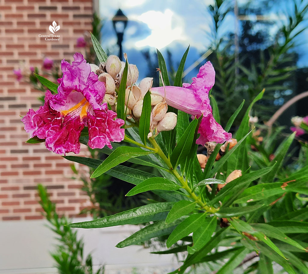 large tubular pink flower 