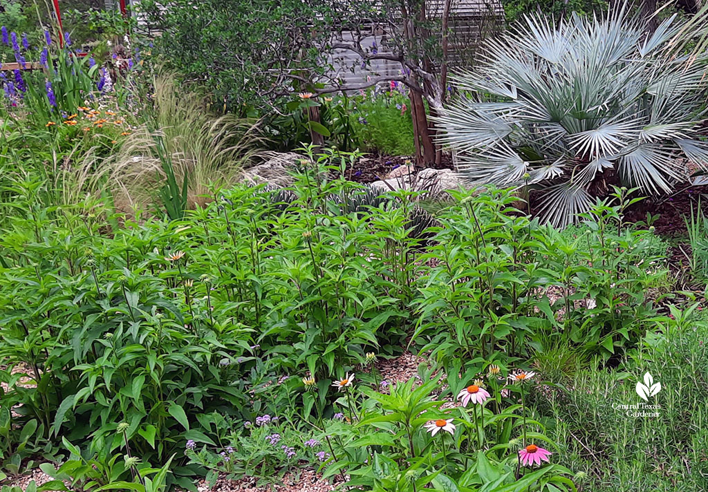 pink flowers lots of green foliage silvery blue short palm tree